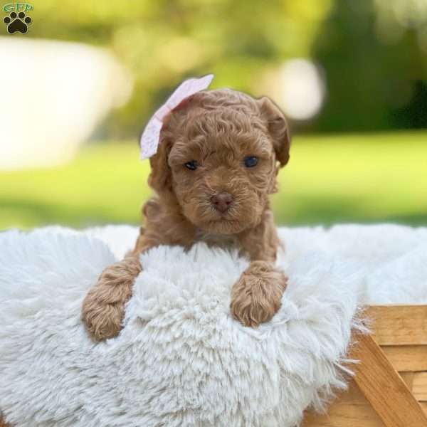 Red Princess, Bich-Poo Puppy